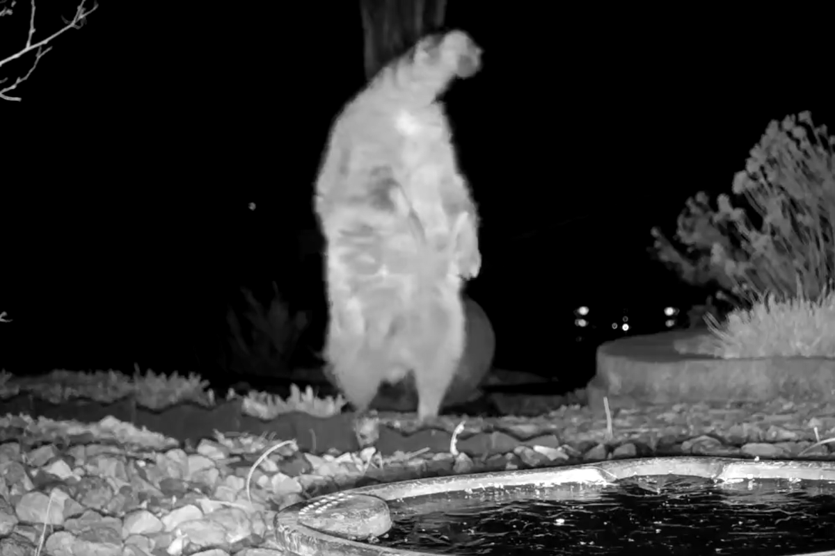 Video shows raccoon completing handstand and walking on front paws in garden