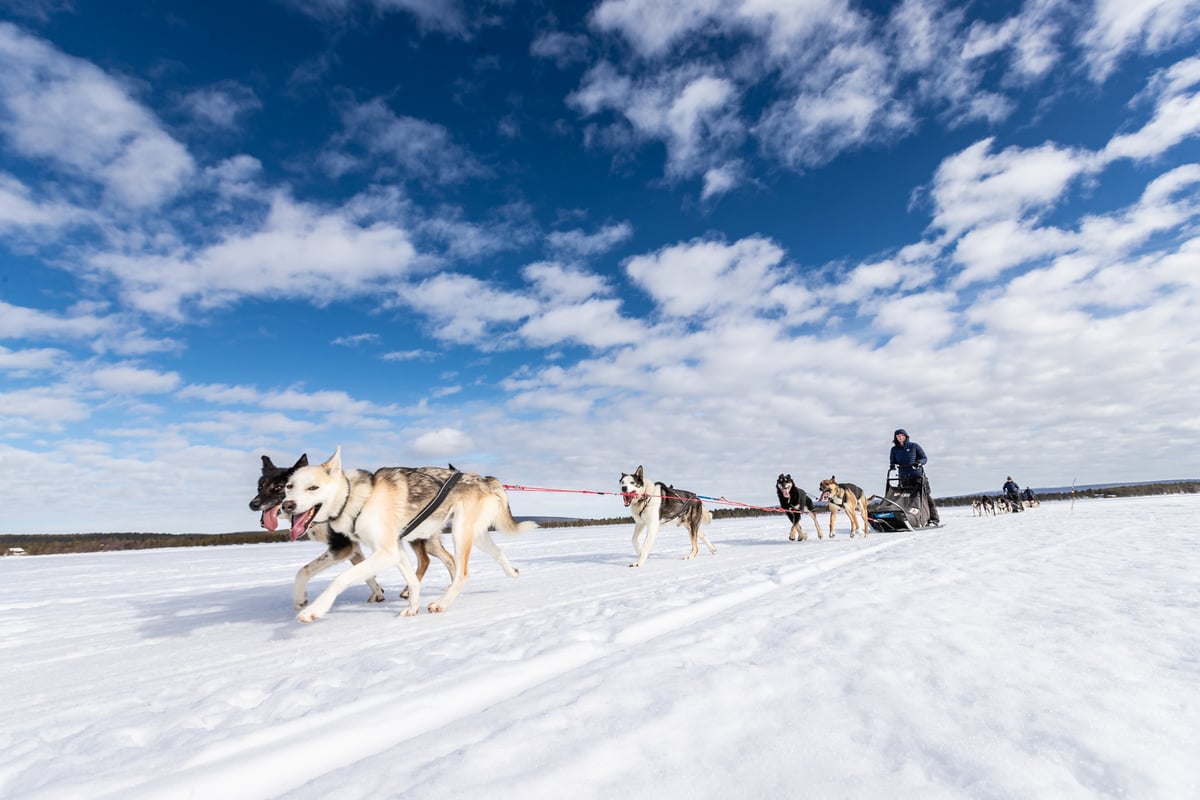 I dog-sledded through Sweden's Arctic. Here’s why you should, too