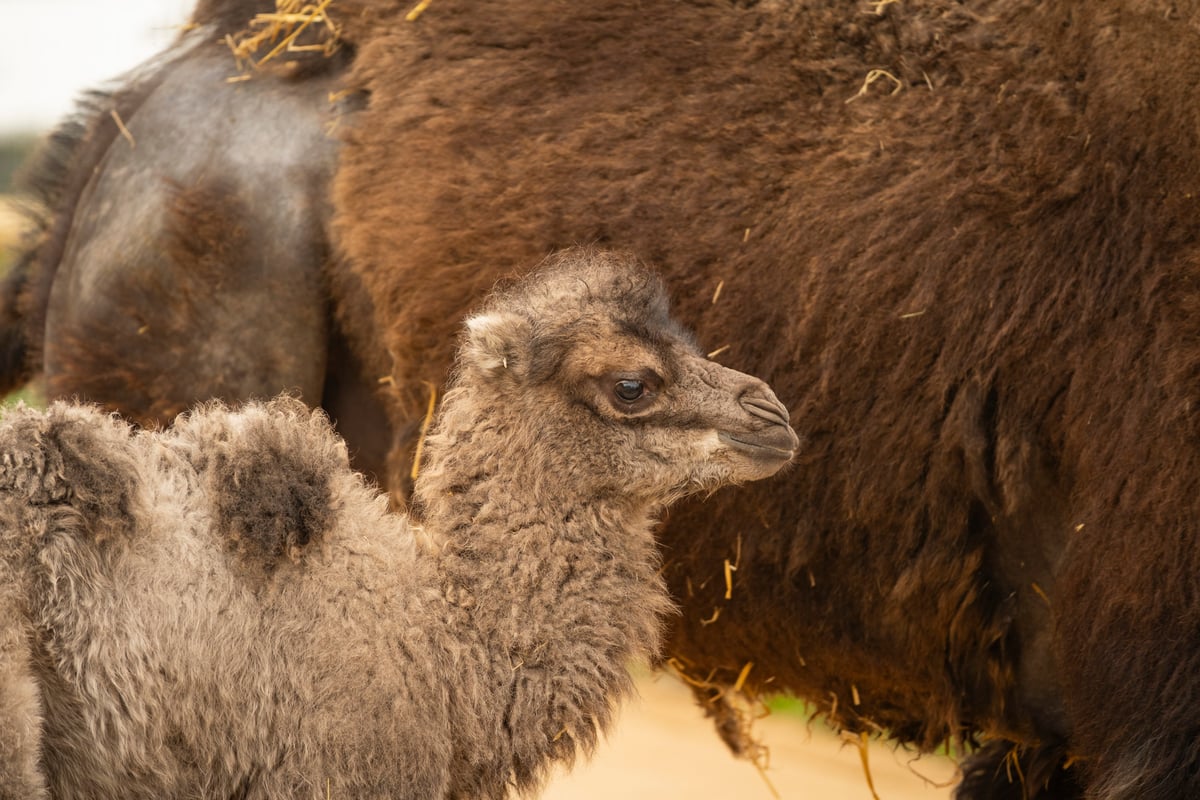 Whipsnade Zoo celebrates birth of camel for first time in eight years