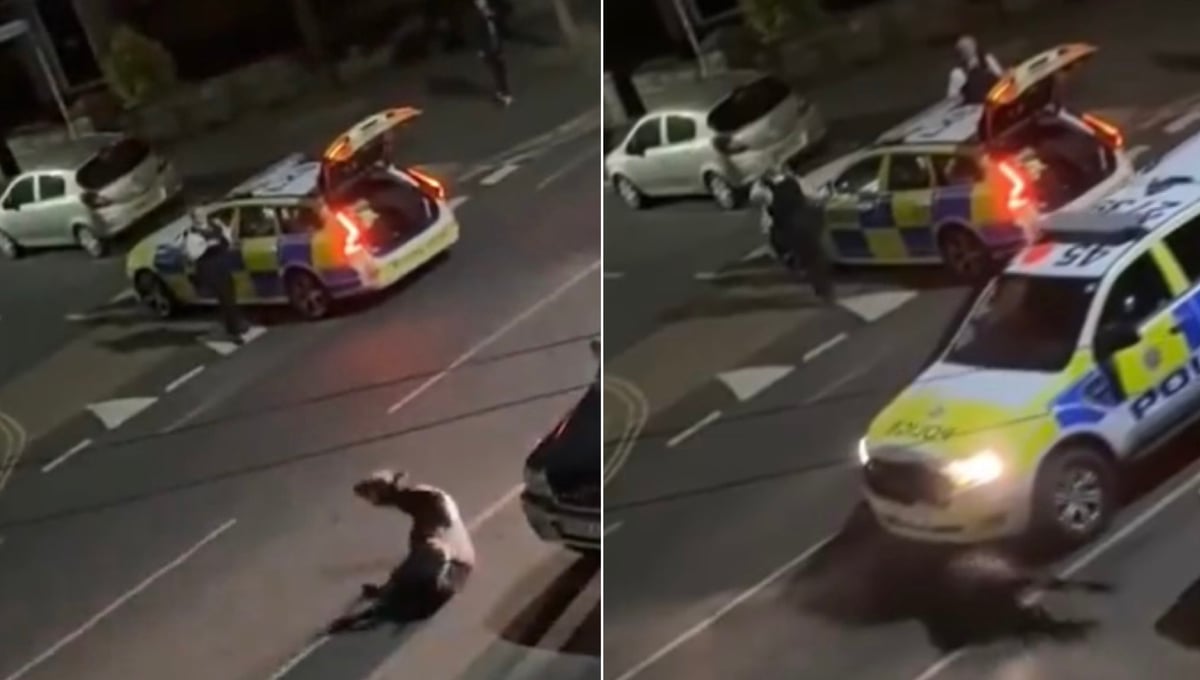 Chris Packham outraged as police ram escaped cow on the street in Staines