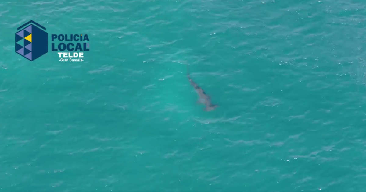 Spanish police share aerial footage of hammerhead shark off Gran Canaria after sighting closed tourist beach