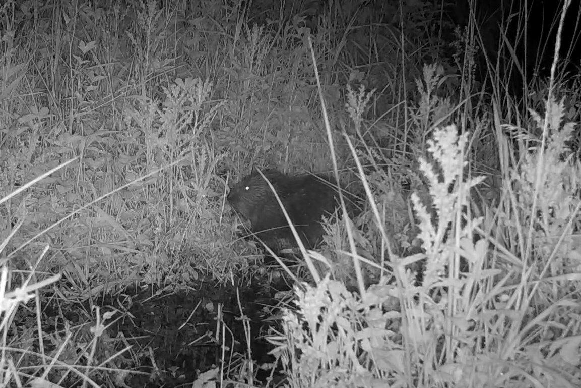 Baby beaver born in Northumberland estate for first time in more than 400 years