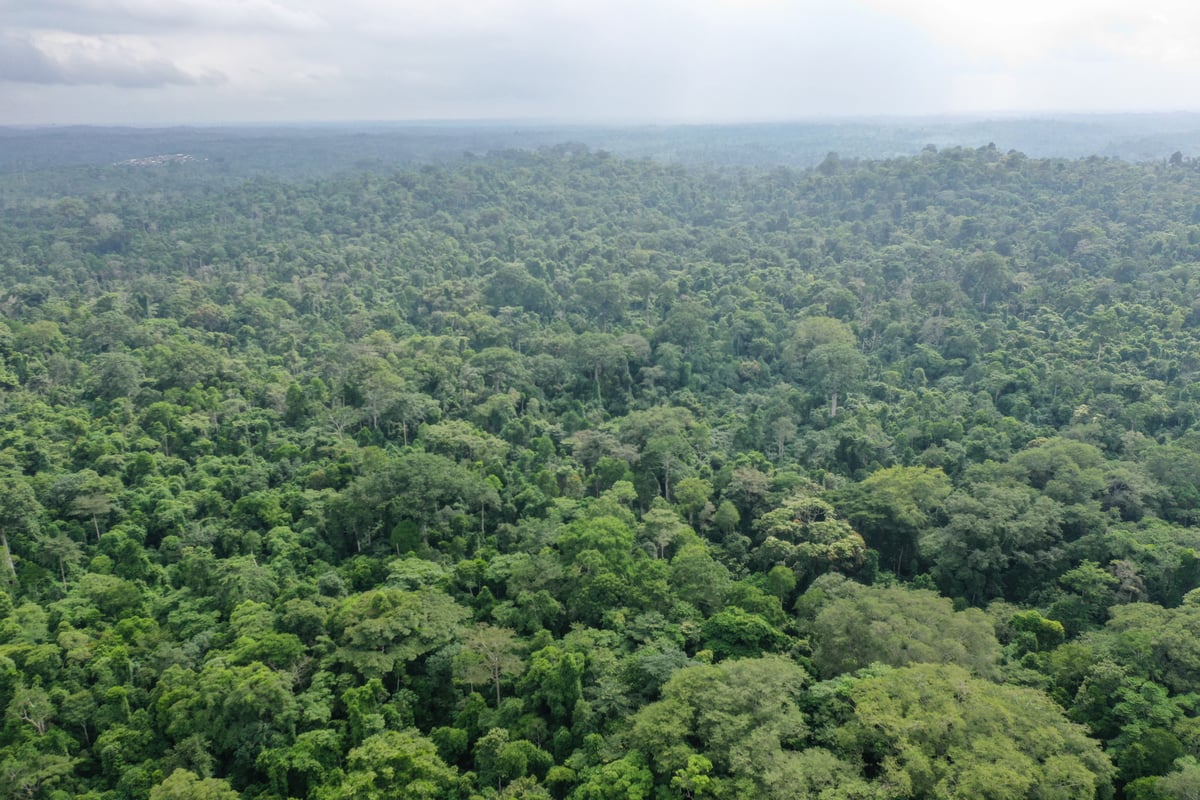 What is a sky island? Scientists investigate Mabu forest in Mozambique
