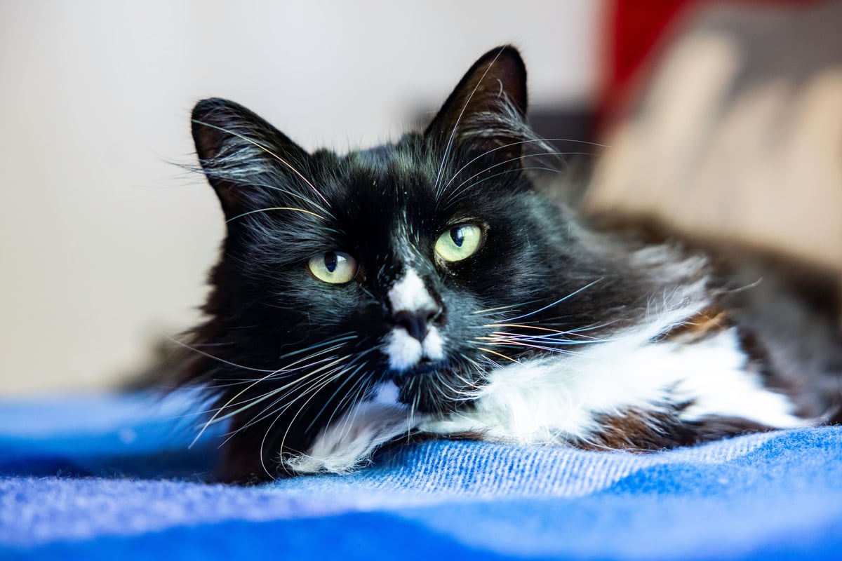 Cat who helps trafficked women at London safehouse among awards finalists