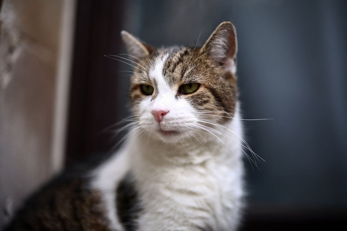 Larry the Downing Street cat is a little s***, says Scottish secretary