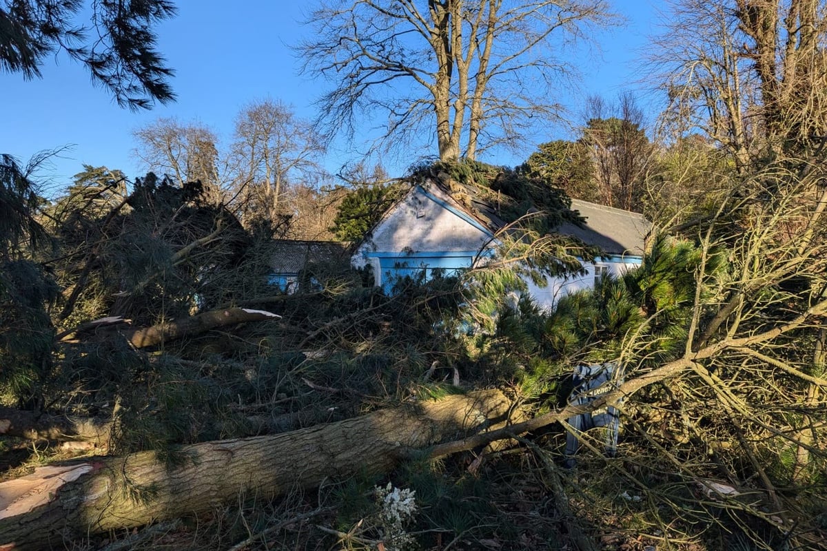 National Trust seeks help after losing more than 10,000 trees in Storm Eowyn