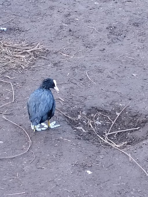 Wildlife covered in oil after 4,000 litres of diesel spills into River Wandle in Croydon