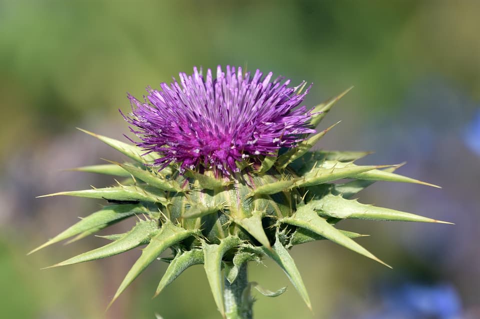 The milk thistle plant