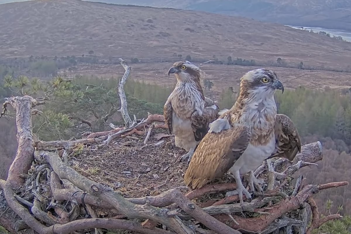 Lockdown star Louis the osprey returns to nest after illness