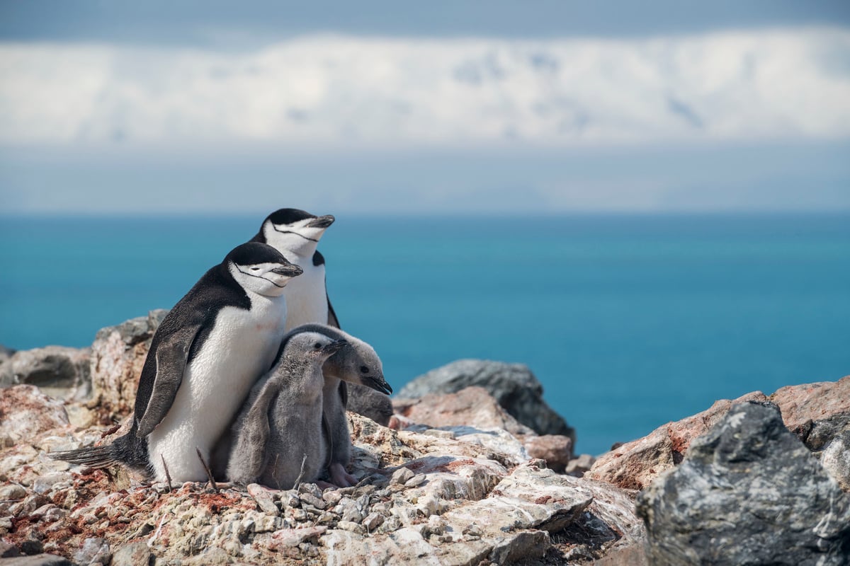 Trump tariffs imposed on uninhabited islands where only penguins and seals live