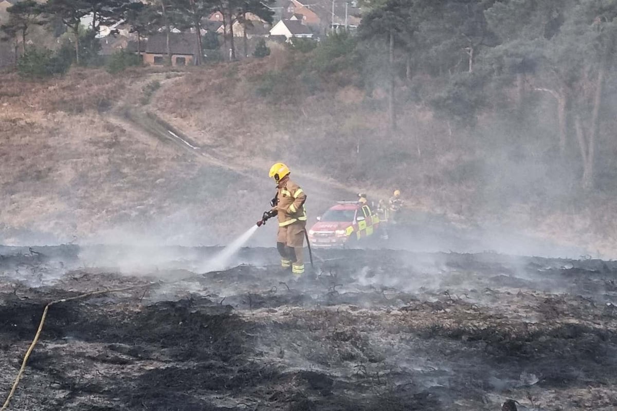 Wildlife ‘could take five years to recover’ from heathland fires
