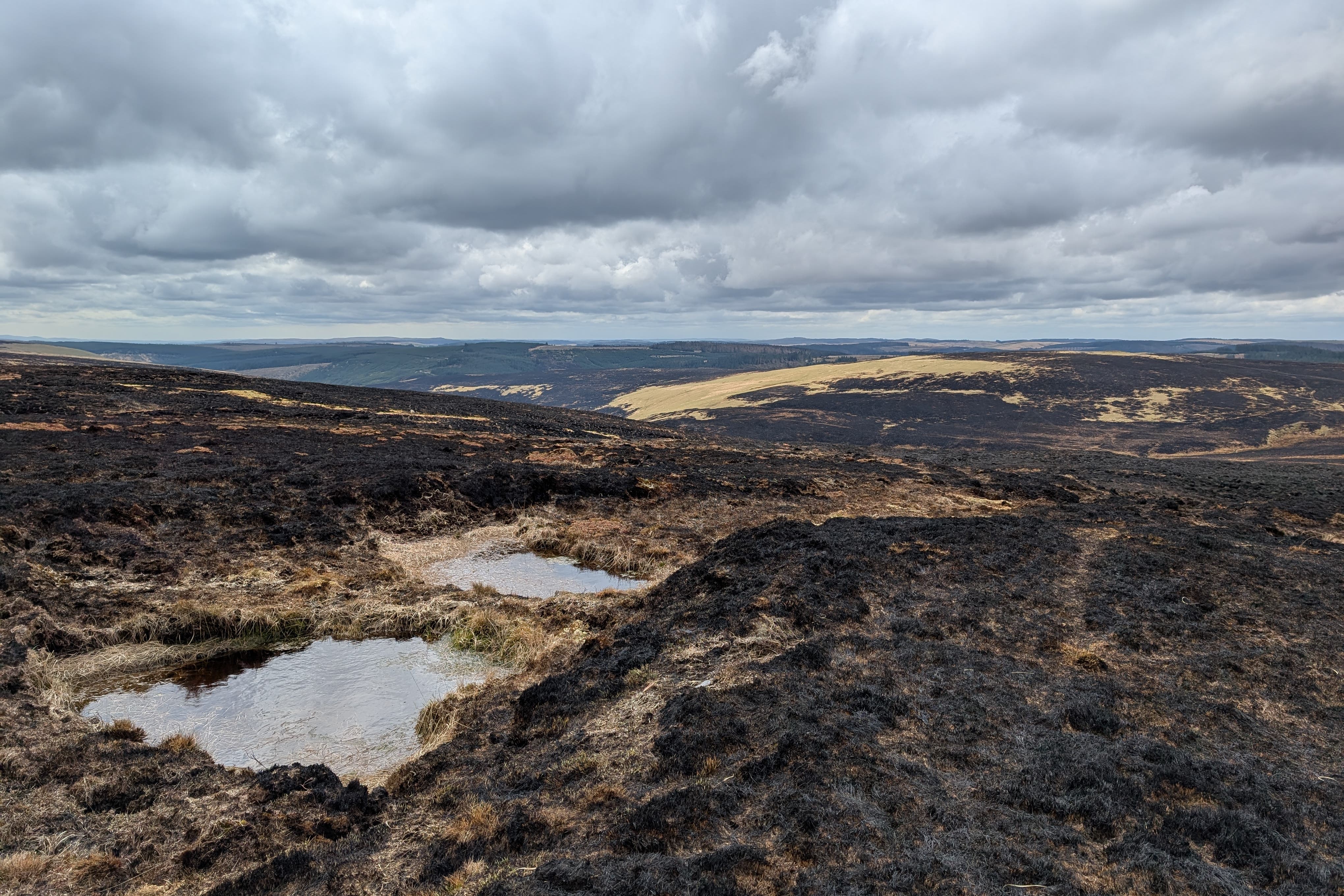 Whole ecosystems ‘decimated’ by weeks of wildfires, charities warn