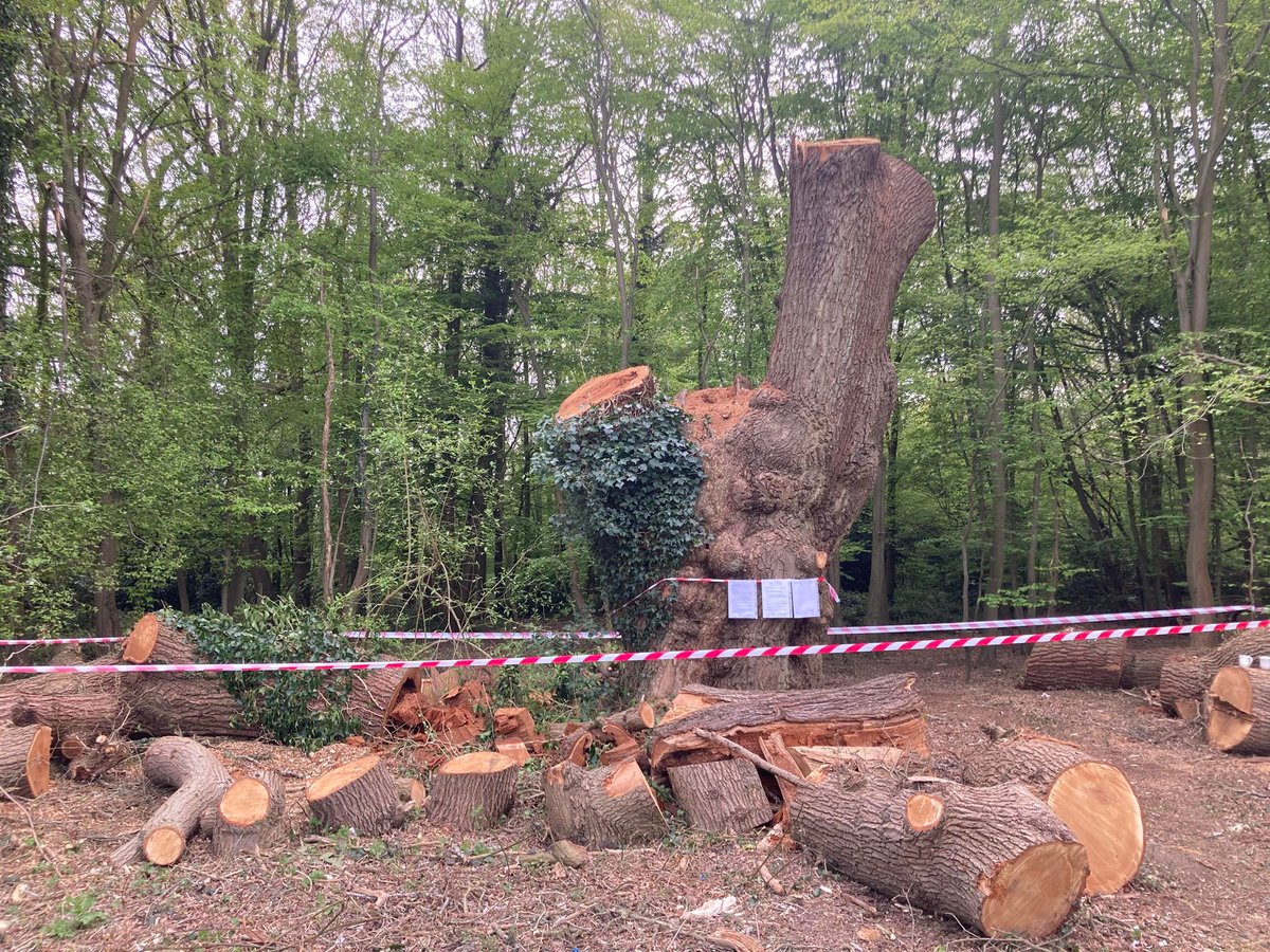 City Hall asks Government to protect London's ancient trees after Enfield Oak axing 