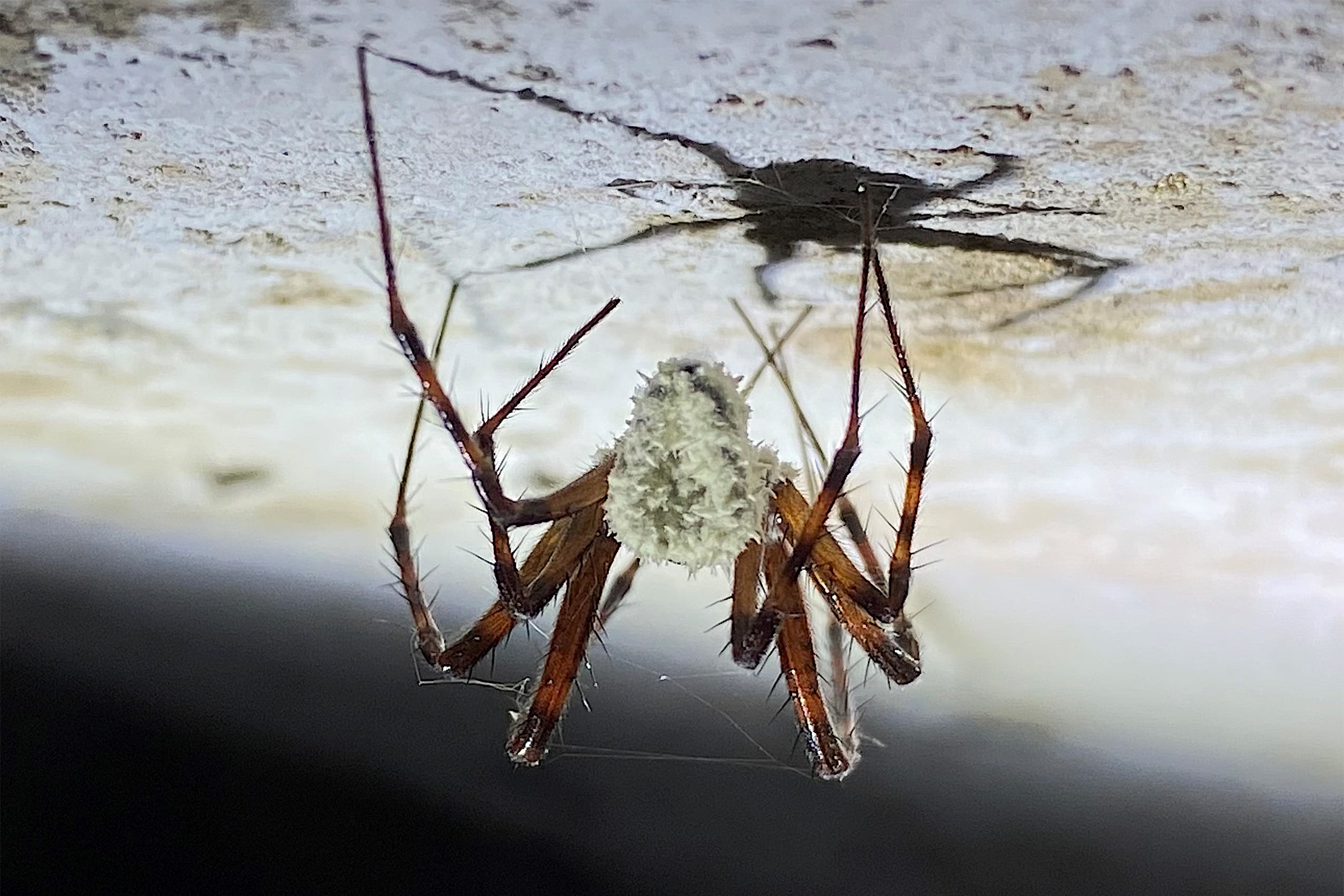 ‘Zombie spiders’ and Darwin collection among fungi archived in Kew digitisation