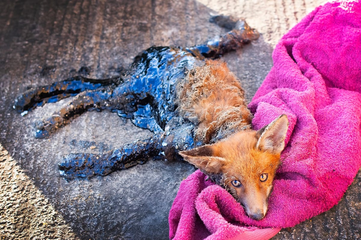 London fox cub coated in bitumen ‘one of most horrific cases seen’ 