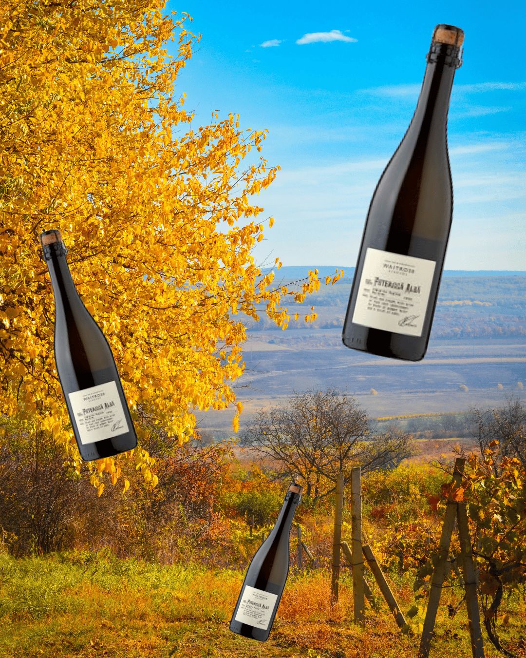 Feteasca alba: the £9.25 sparkling wine everyone should be drinking this summer