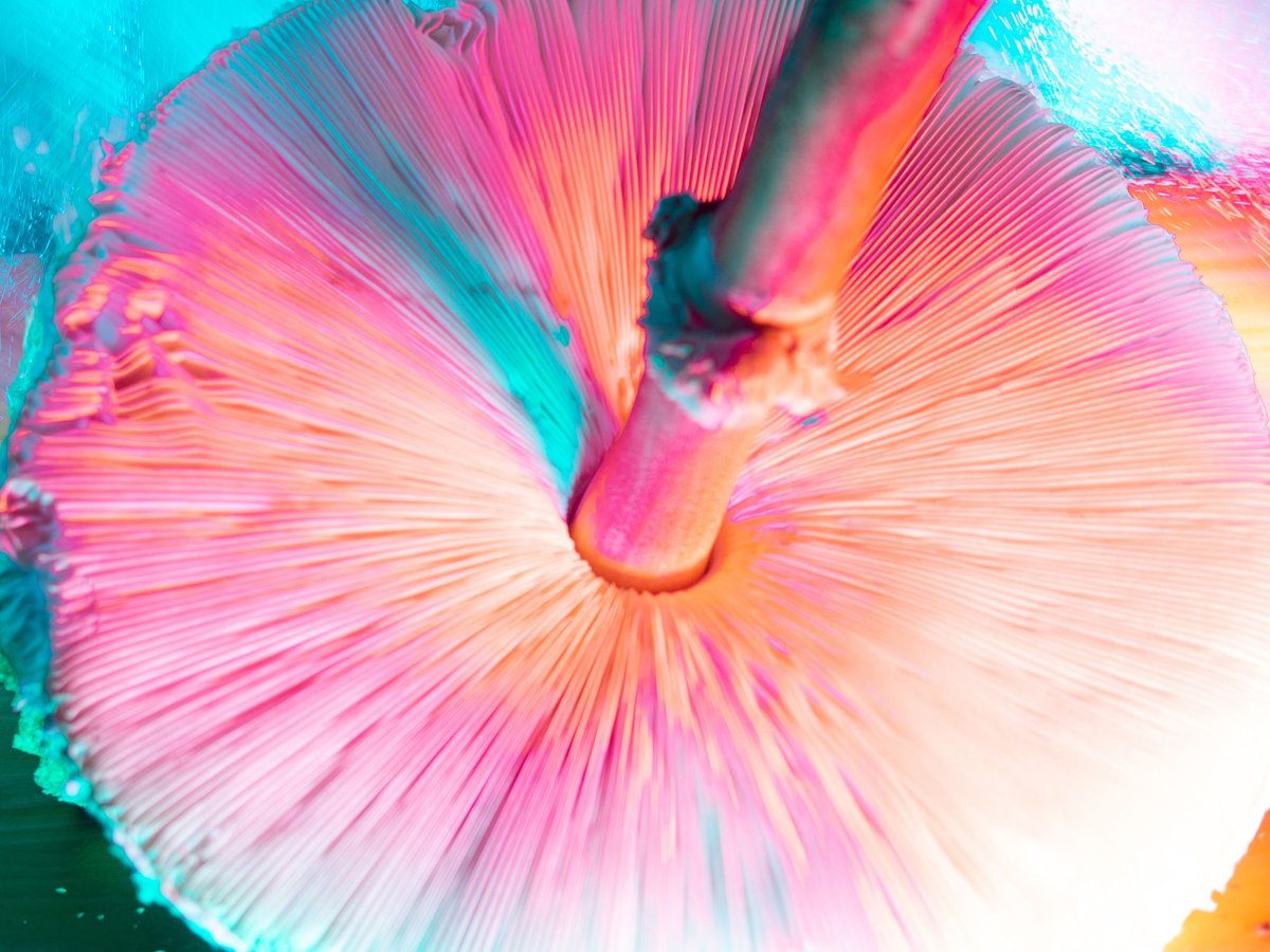 The psychedelic front line: how magic mushrooms and MDMA could cure ravaged soldiers’ PTSD