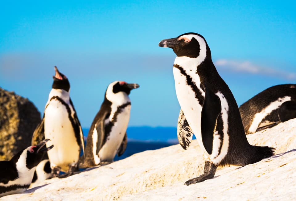 Penguin colony