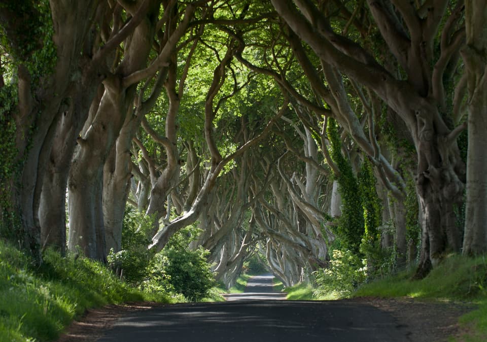 Dark hedges