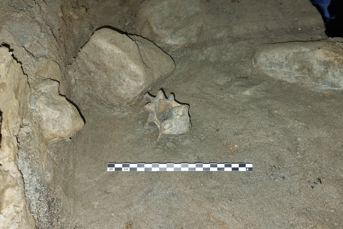Cave discovery reveals oldest community of animals living in European Arctic
