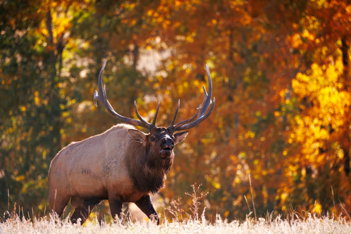 The world's largest animal crossing is being built in Colorado ...Podcast