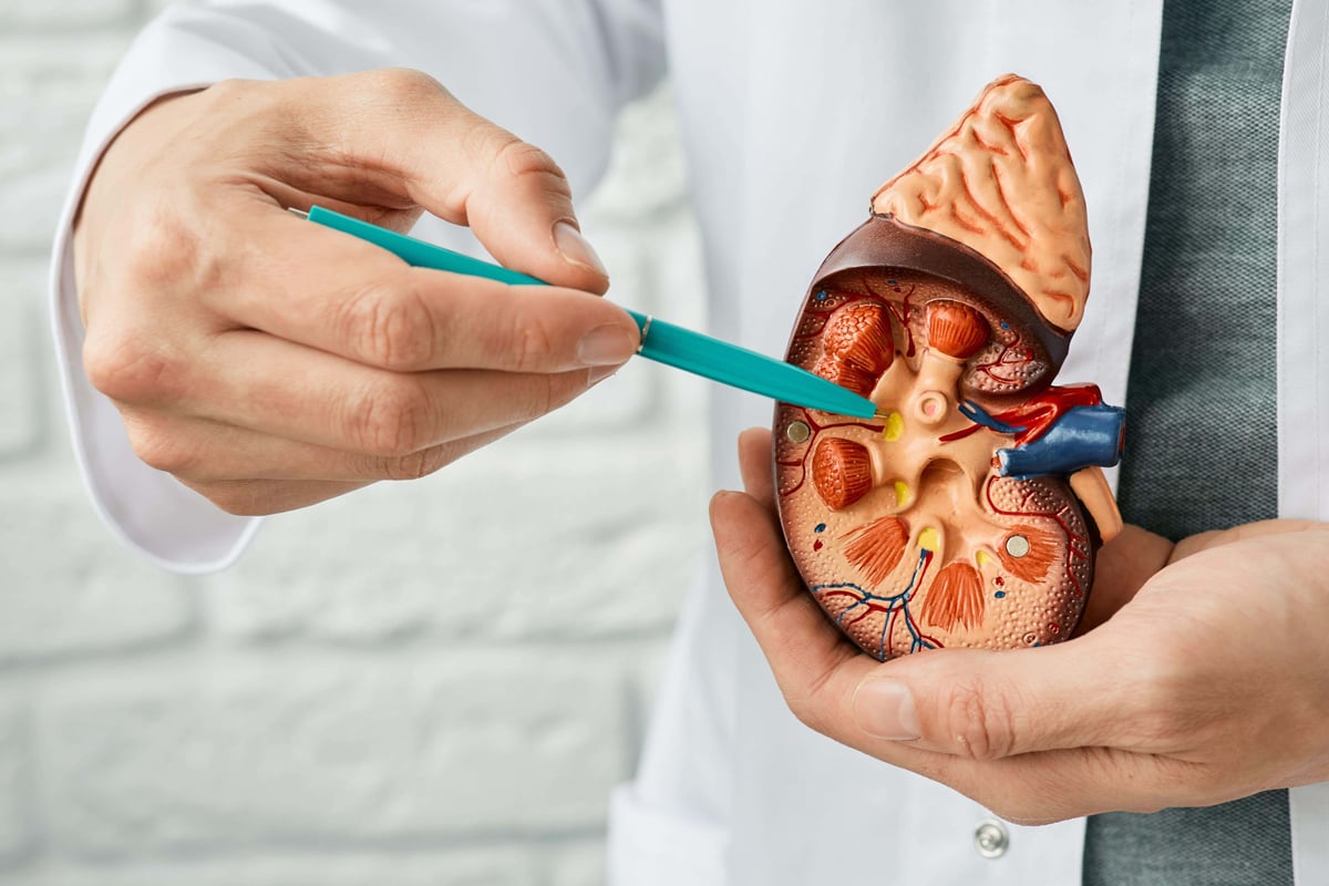 Study pinpoints reason why transplanted kidneys can be rejected, scientists say
