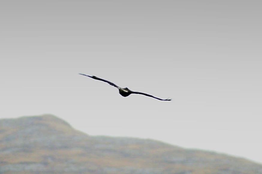 Fears for missing golden eagle as data from tag ‘suggests he has come to harm’