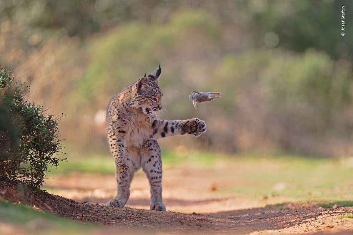 Canadian photographers highly commended as lynx image wins Wildlife Photographer of the Year public vote