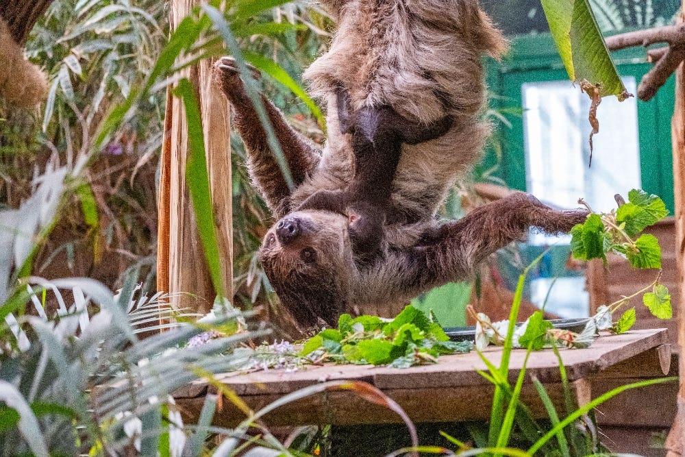 First sloth born in Scotland – and he’s been named after David Attenborough