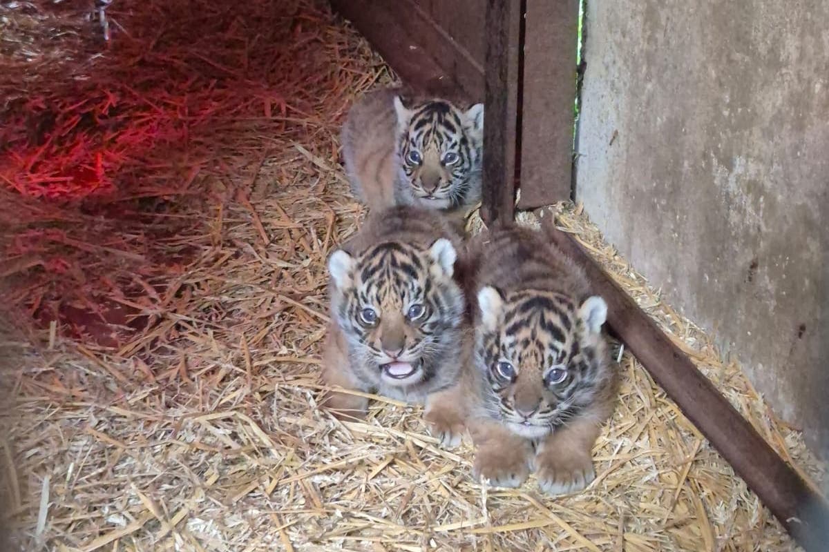 ‘Conservation milestone’ as four endangered tigers born at animal park
