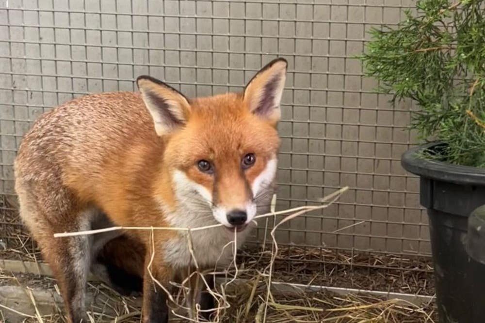Stowaway fox Basil survives brush with heartworm to clear quarantine in US