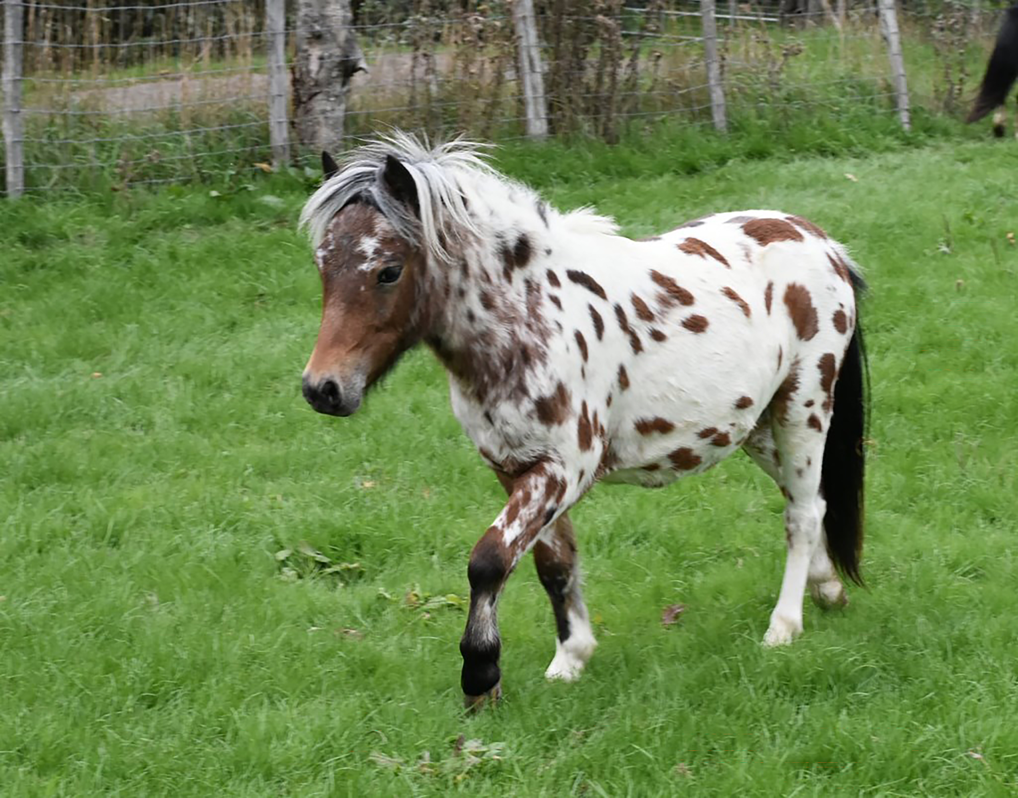 Appeal after two rare miniature horses stolen from farm