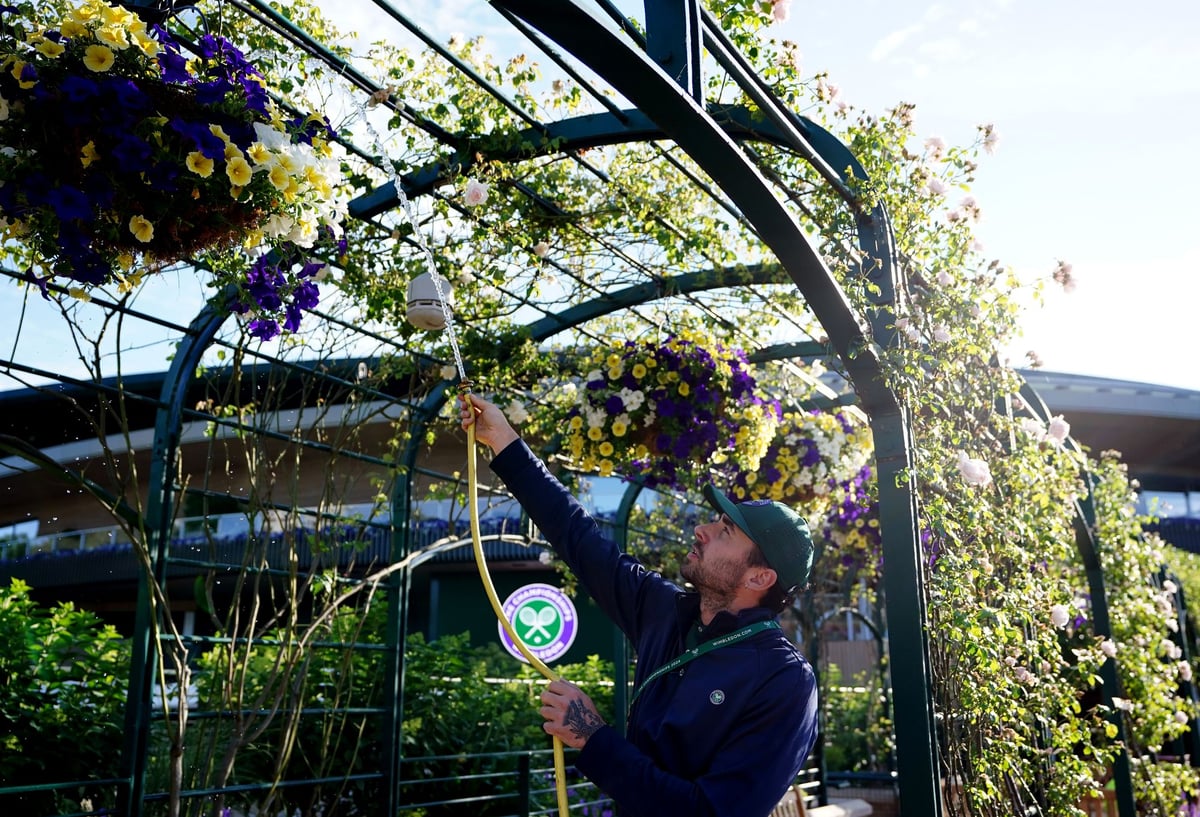  Wimbledon's most iconic flowers under threat as summer heatwaves drive need for drought-friendly plants