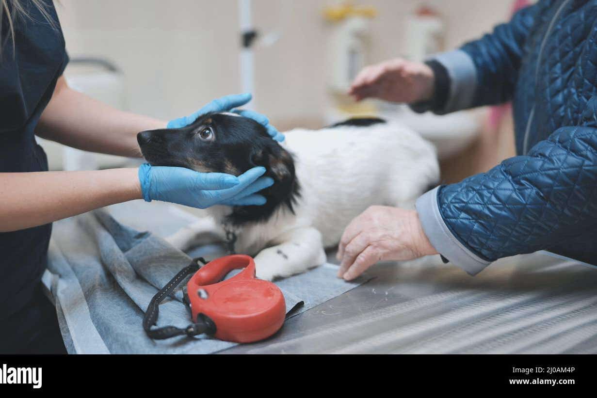 Vet firms to be accountable to independent regulator under Government proposals