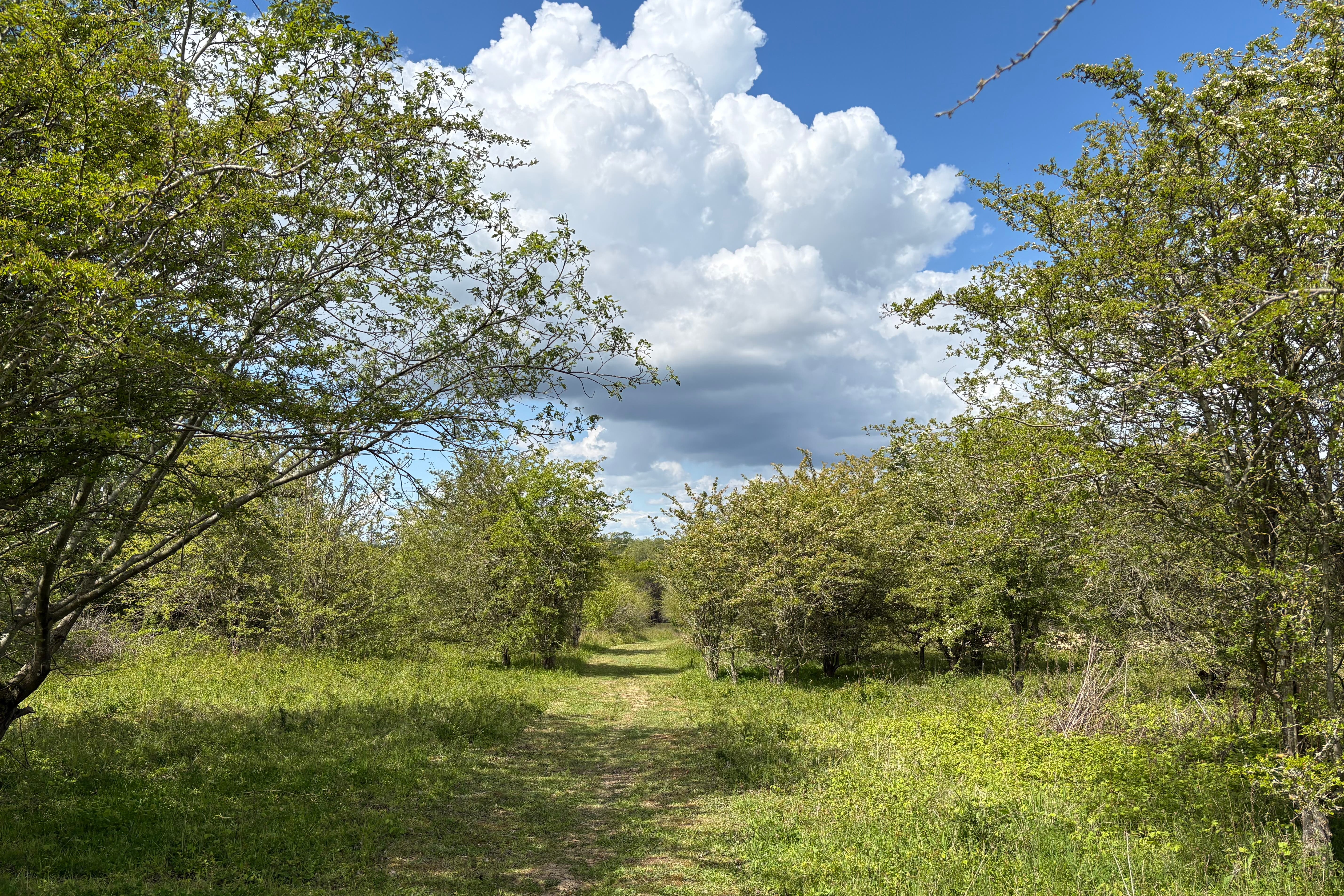 Call for more ‘truly wild’ areas to show how nature-rich UK could be