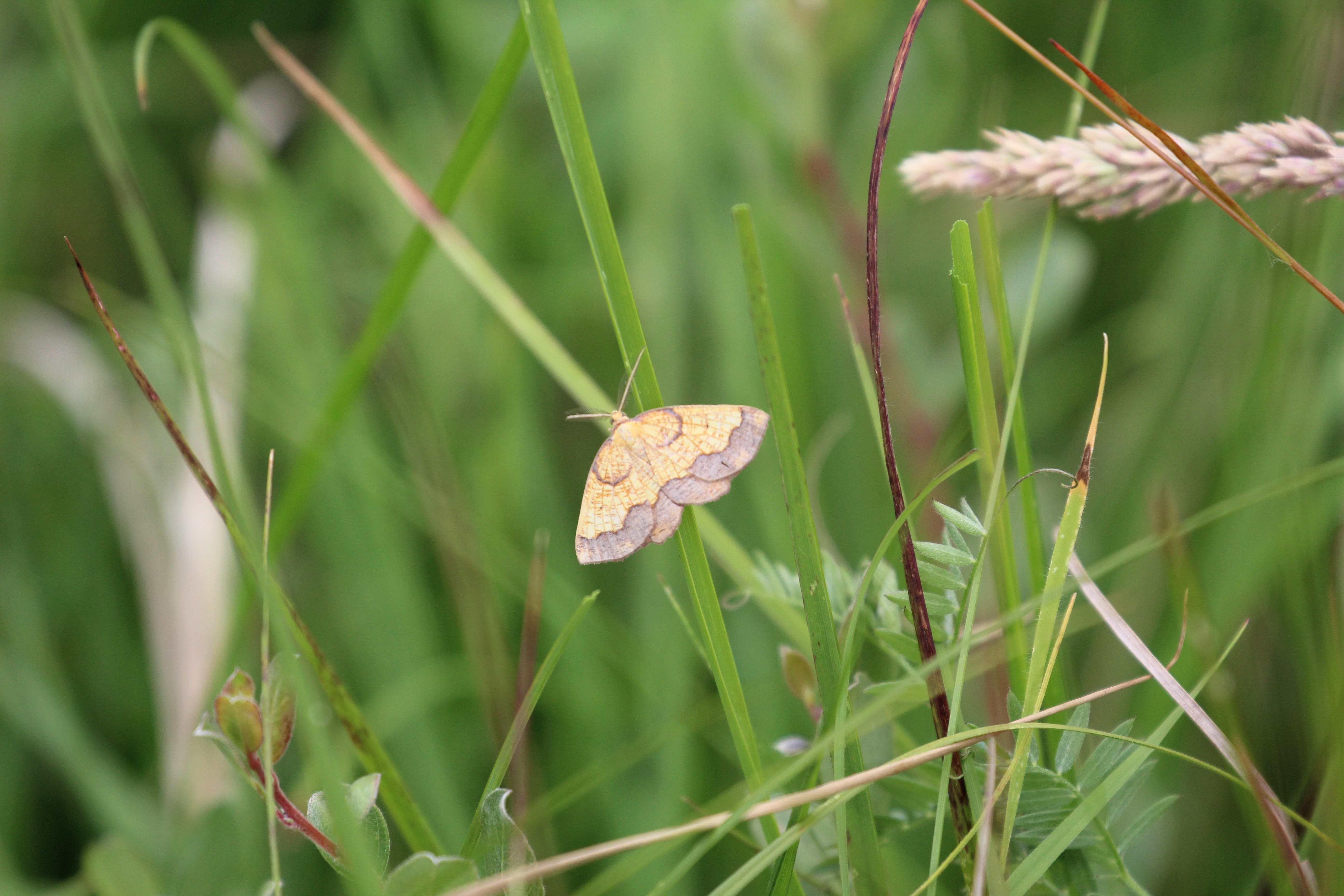 Hidden population of rare moth discovered after conservationist’s lifetime hunt