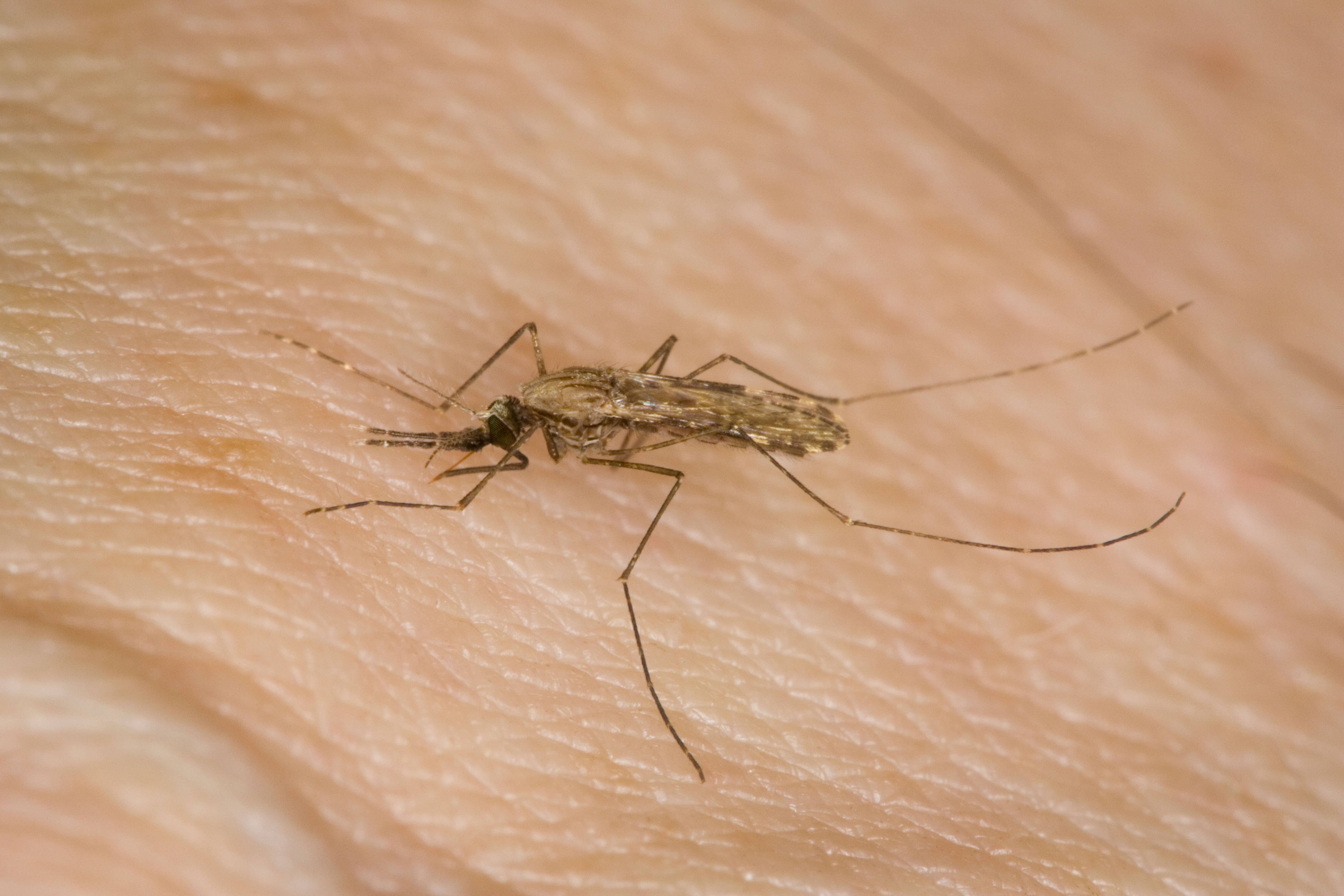 Antimalarial compound hailed as ‘exciting step forward’ in fight against disease
