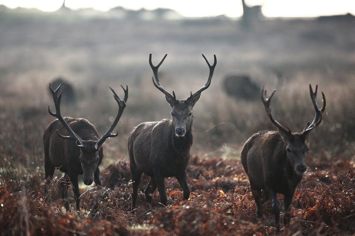 Canadian tourists warned after stag shot dead in London's Richmond Park
