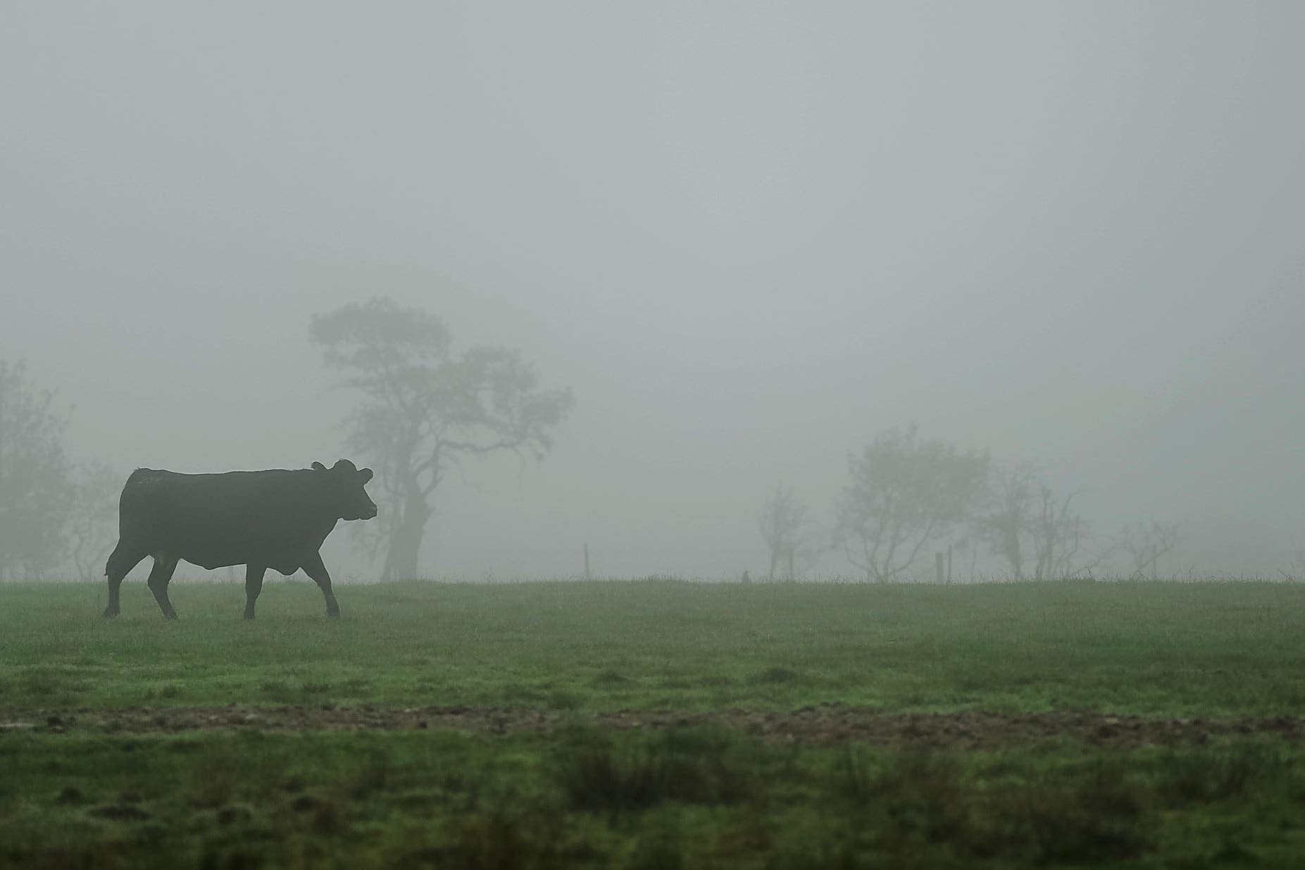Case of BSE in cow confirmed on Scottish farm