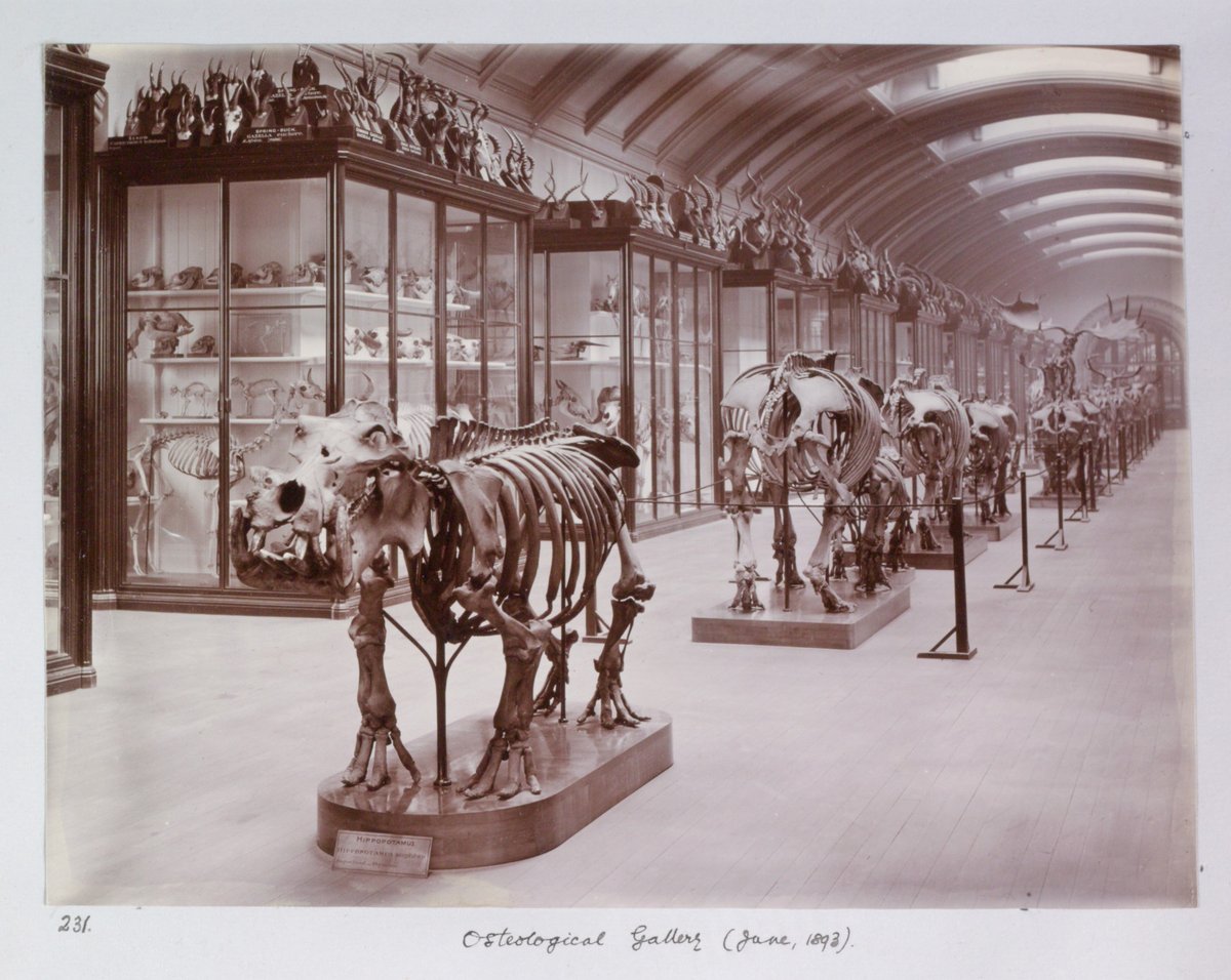 Canadian and US visitors can explore Natural History Museum's hidden gallery reopening