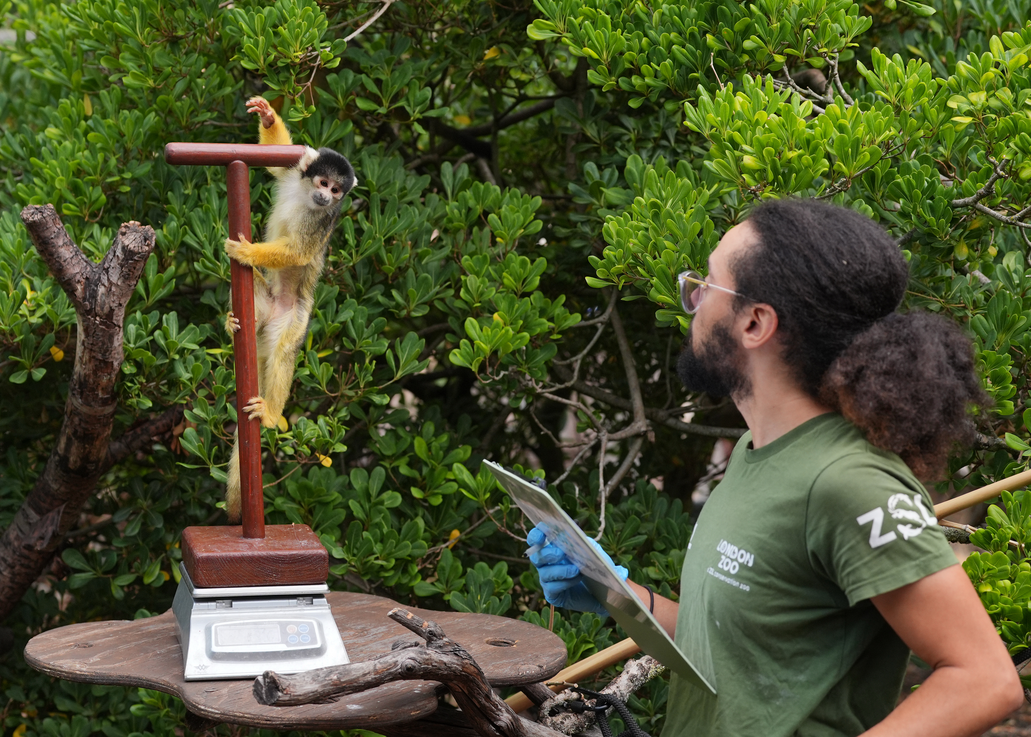 Monkeys among 10,000 animals on scales for London Zoo weigh-in