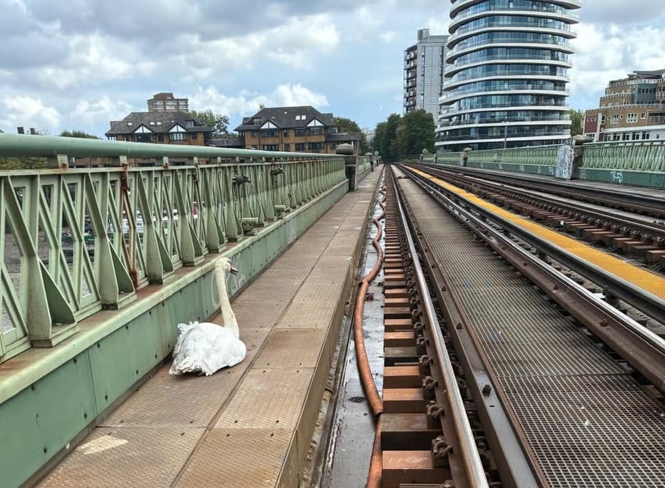 Swan on London DLR tracks triggers delays, echoing North American rail wildlife disruptions