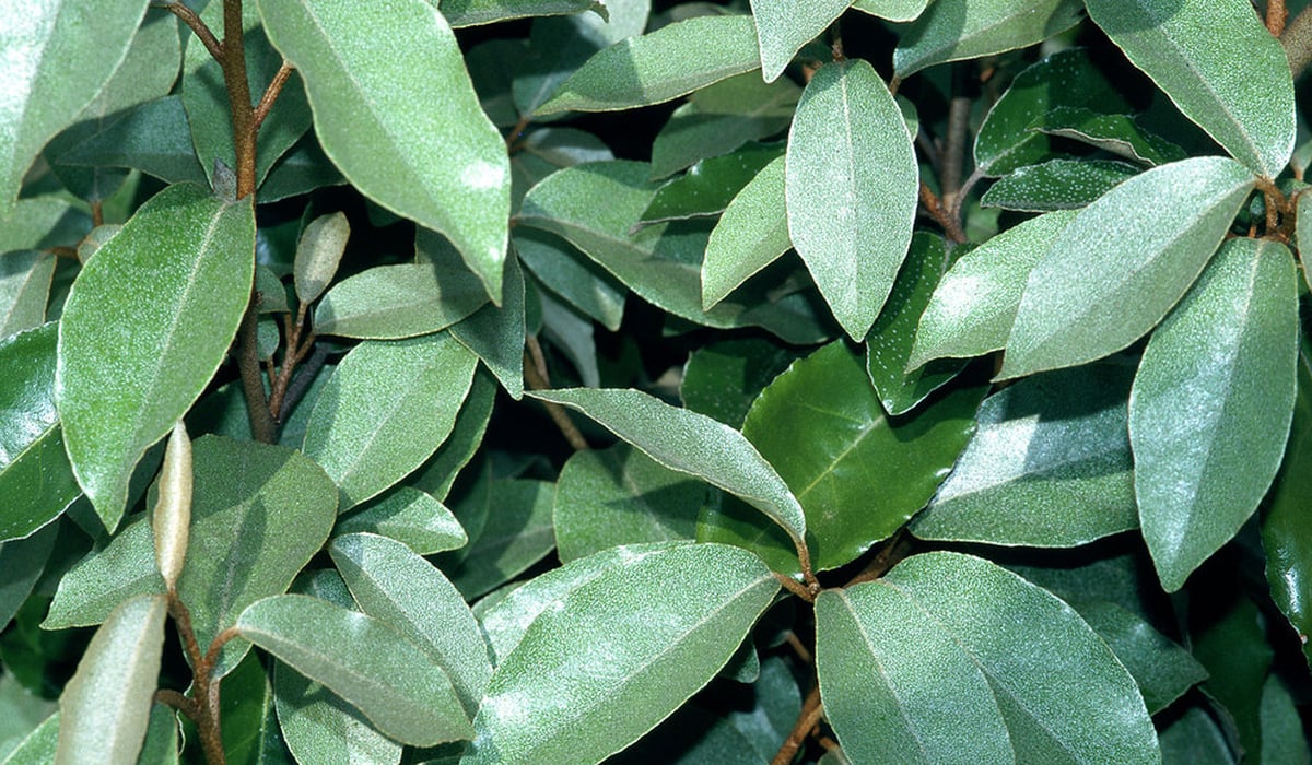 Gardening Q&A: what plants offer the greatest privacy in my garden? | Homes and Property