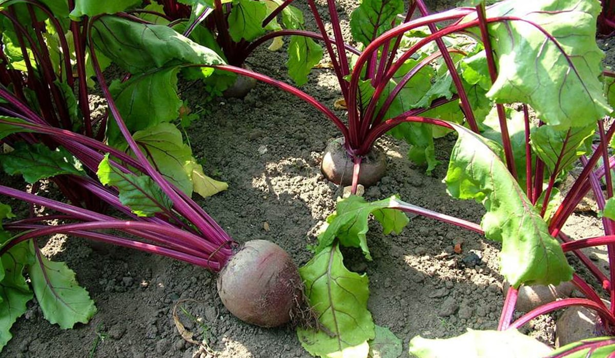 Gardening Q&A: why isn't my beetroot thriving? | Homes and Property