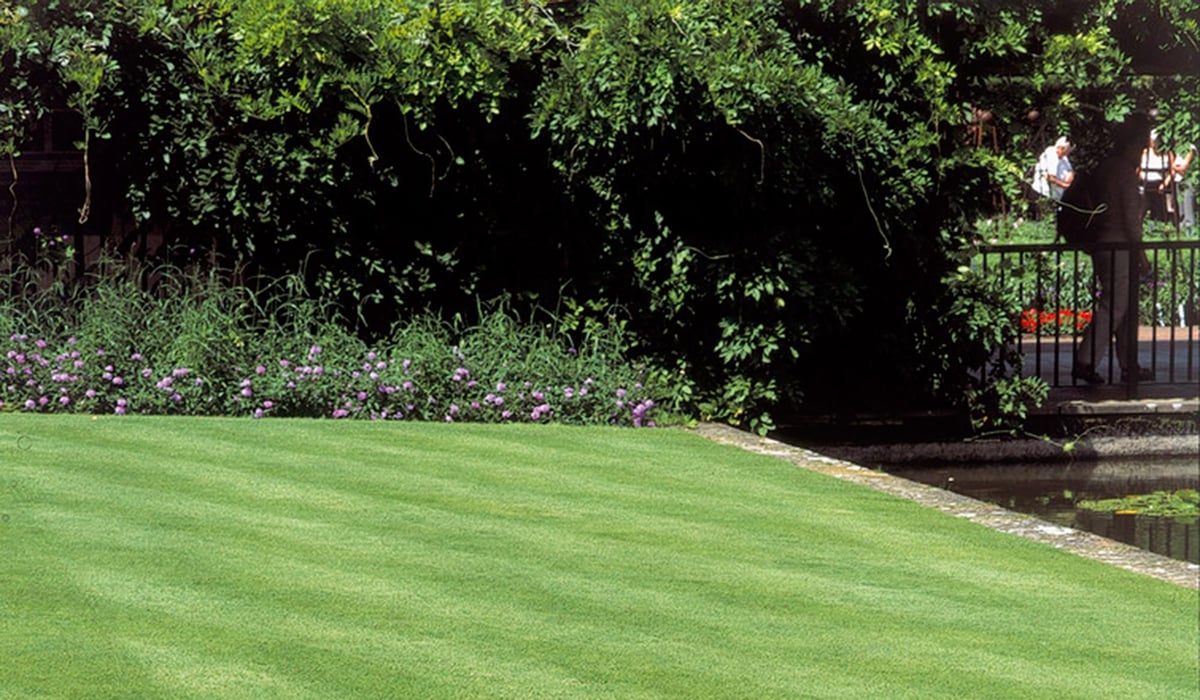 Gardening Q&A: Our lawn is being invaded! How do we get rid of the culprit? | Homes and Property