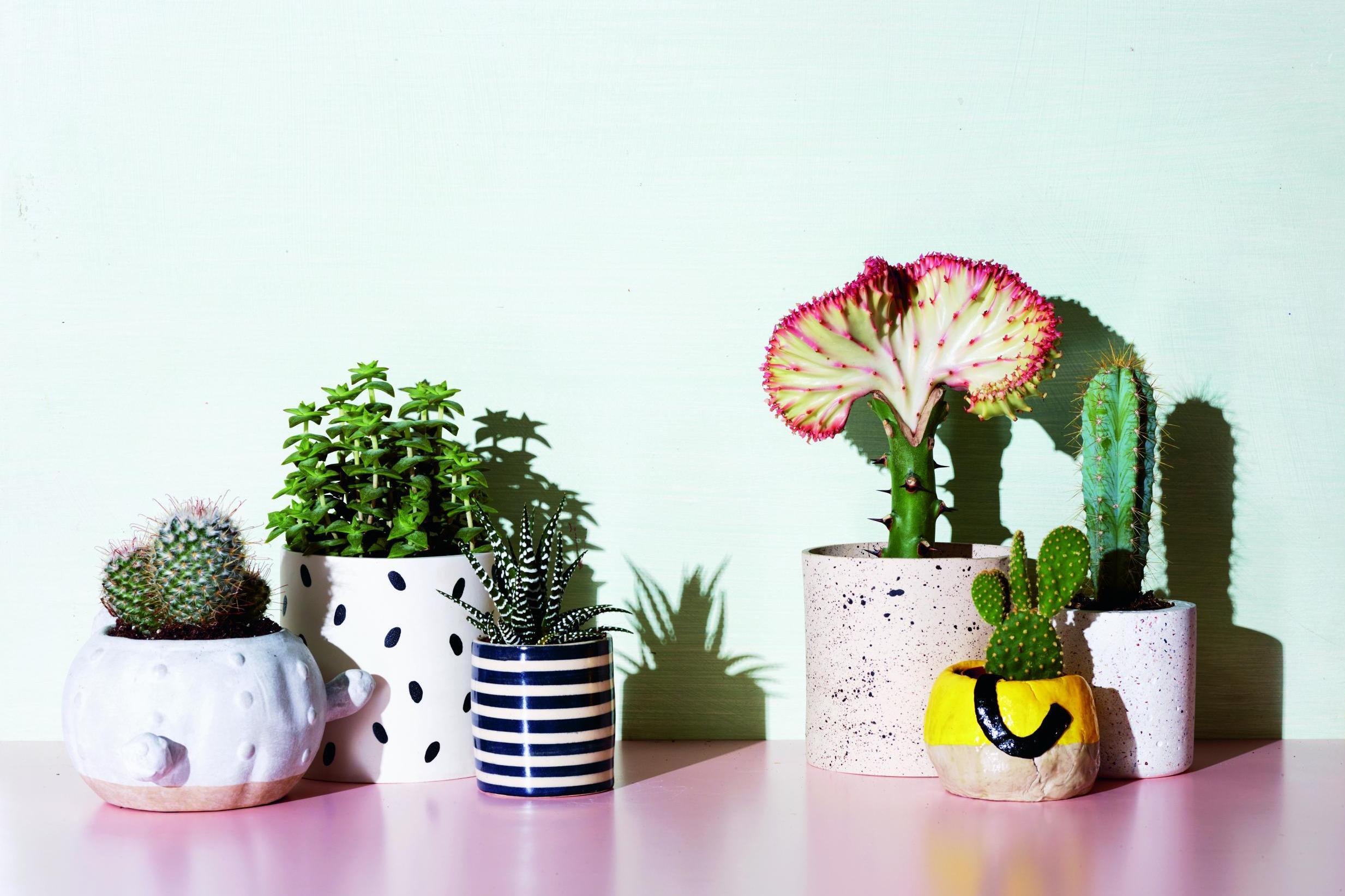 Is your cactus looking worse for wear? Here's what you need to know