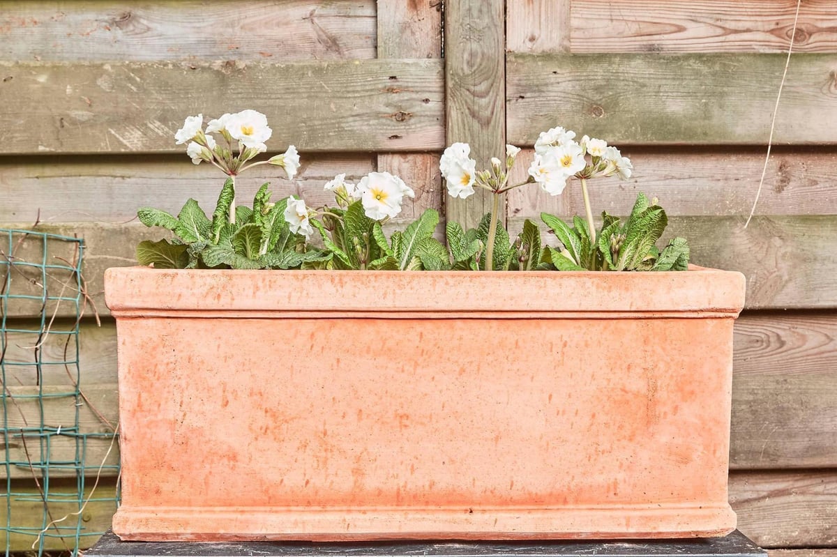 The ultimate window box guide for your plants this spring | Homes and Property