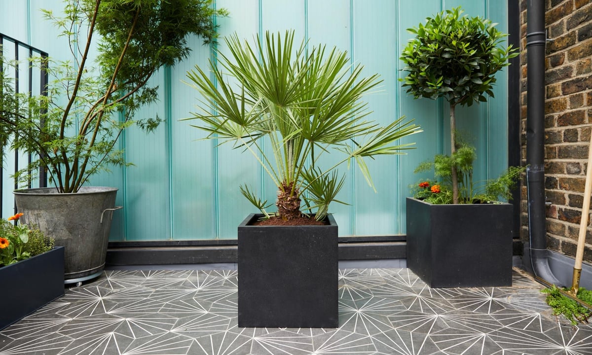 Green fingers: the best outdoor plants to buy when starting a city garden | Homes and Property