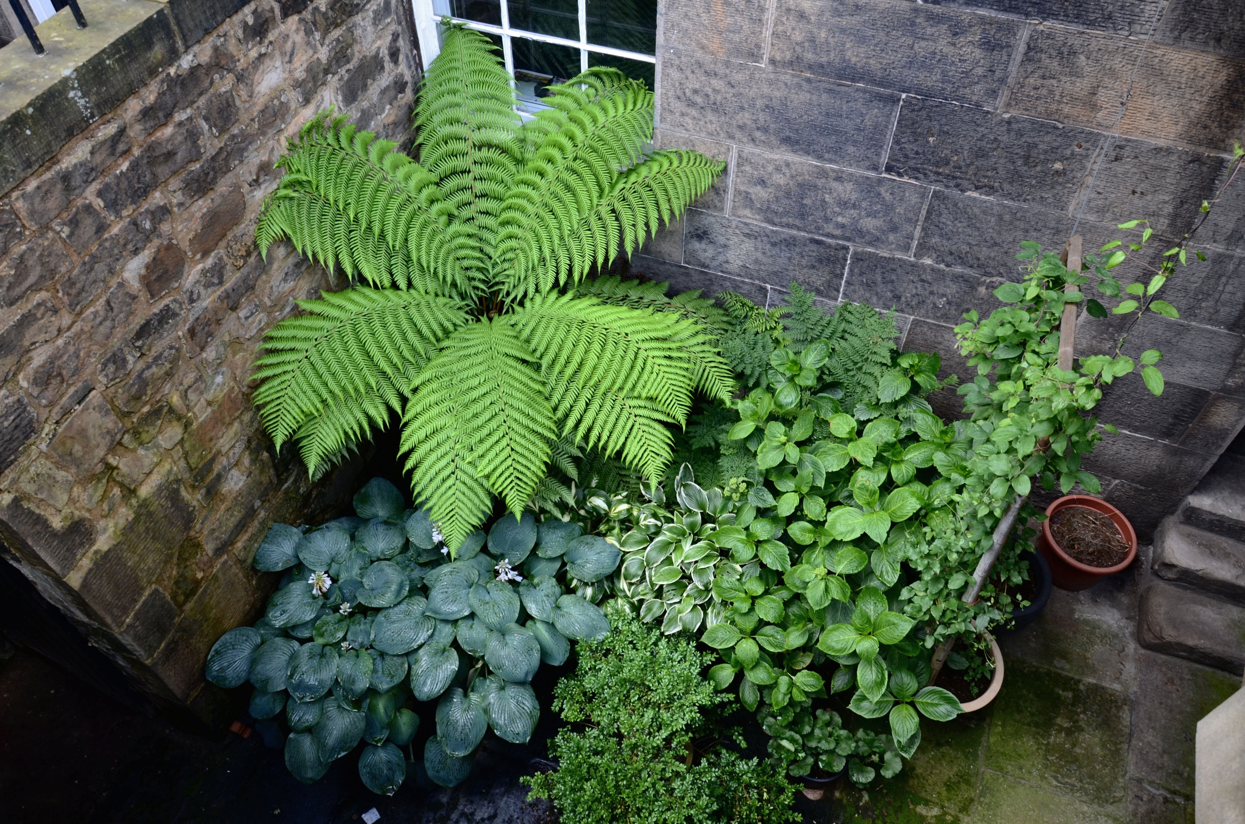 From the archive: how to transform a tiny basement garden
