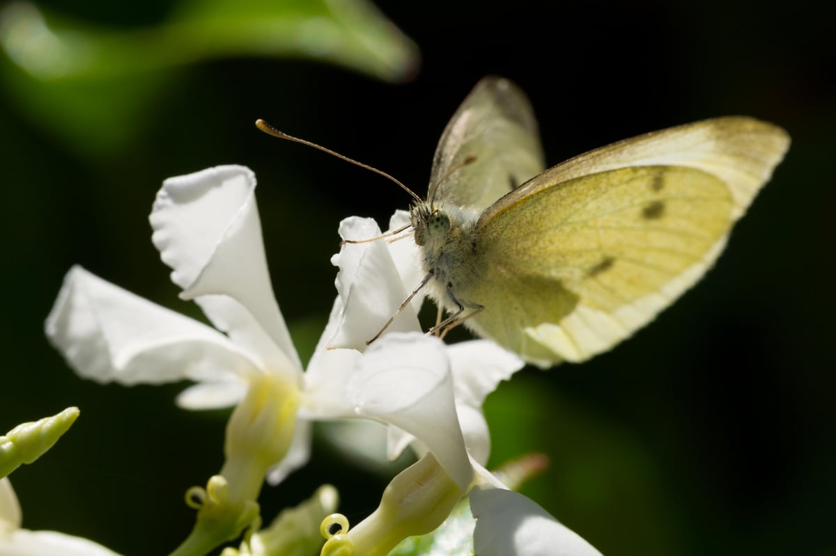 How we can tackle insectarmageddon: ditch the pesticides and grow herbs to encourage bugs and insects into your garden as numbers dwindle | Homes and Property